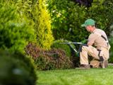 A man crouched working on a bush.