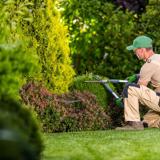 A man crouched working on a bush.
